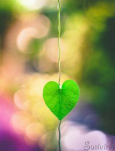 Susana Fernandez_Finding Hearts In Nature_YkRmSWM