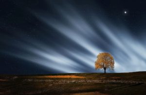 Bess Hamiti_A Tree at Night_ZkFjQ2o