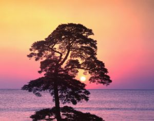 Topic Images_Tree front of Sunset Beach_YUxgQWM